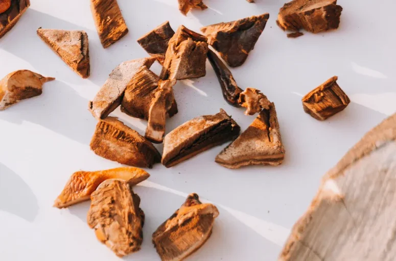 Mushroom Supplements: Lion’s Mane, Reishi, and Cordyceps Explained
