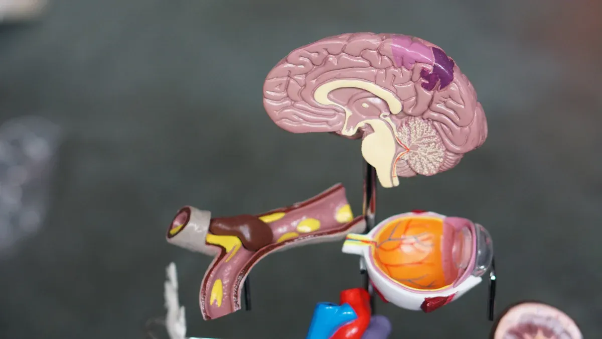 Brain Health and Aging